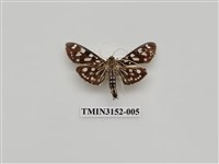 藏品(螟蛾303)的圖片